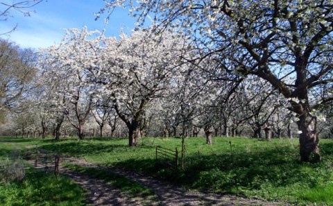 cherry orchard